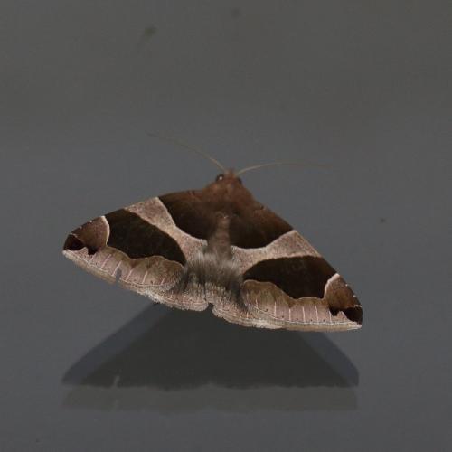 Réf. 352 914 : Dysgonia algira
